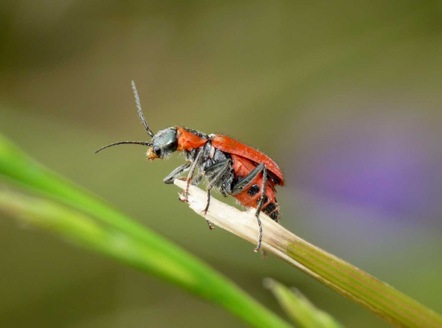 Altra larva di Malachiidae